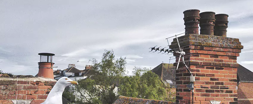 Chimney Cleaning And Restoration in Sunnyside, Washington